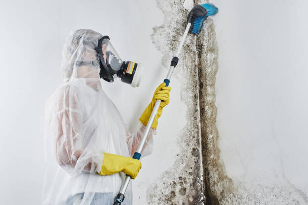 Best Biohazard Mold Removal  in Woodlynne, NJ